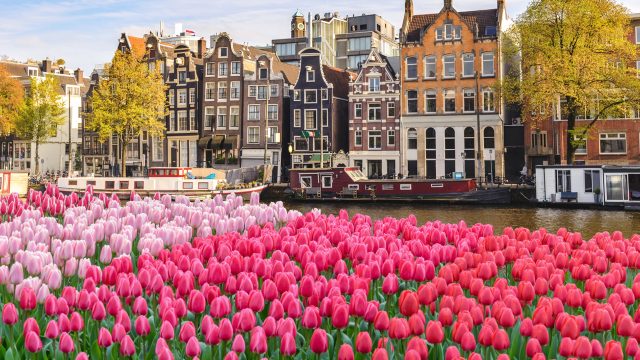 Dette bildet viser en vakker by i Nederland ved vannet, med en tulipaneng i forgrunnen.