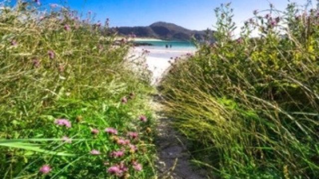 Bilde av hvite strender gjennom grønne gresstrå og lilla blomster i forkant.